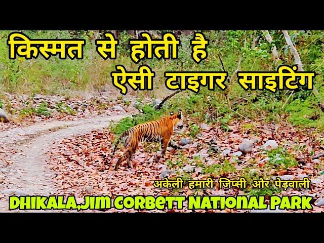 Dhikala में किस्मत से होती है ऐसी टाइगर साइटिंग | Jim Corbett | Sarpduli Forest Rest House #wildlife