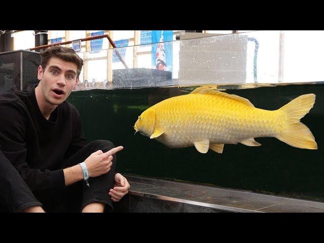 $15,000 KOI!! - Inside England’s *LARGEST* FISH STORE...