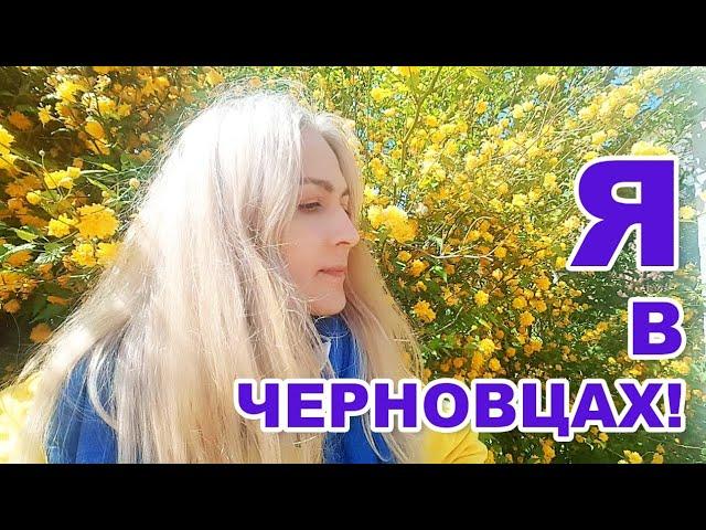 Отвечаю  на вопросы. Что с котами и что с домиком? Вернулась в Черновцы?