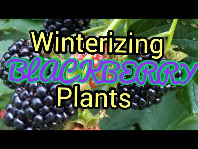 Winterizing Blackberries plants