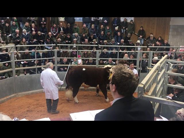 Normanton 1 Perky sells for the joint top price of 8,200gns at the Hereford Spring Sale