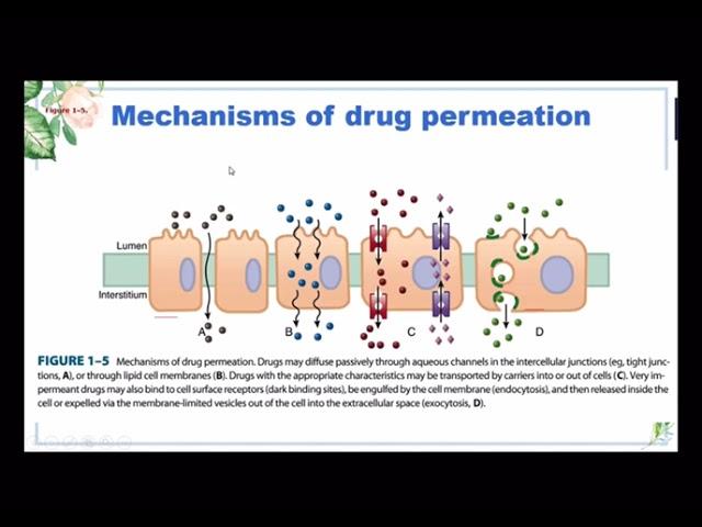 1.2 Pharmacokinetics #2.1 mechanism of drug permeation