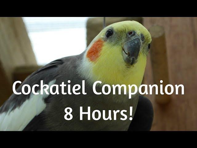 Cockatiel Companion 8 HOURS OF COCKATIEL SOUNDS!!! Mega Compilation