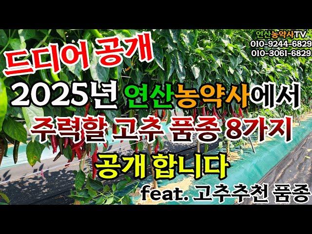 EP.226 2025년 연산농약사 고추 추천 품종 8가지 공개합니다