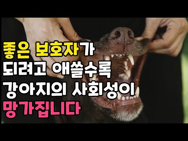 카밍시그널 공부만 하면 강아지의 사회성 망가집니다