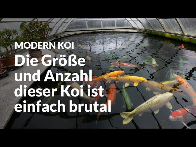 Doris’ überdachter 70.000 Liter Jumboteich | Modern Koi Blog #6633