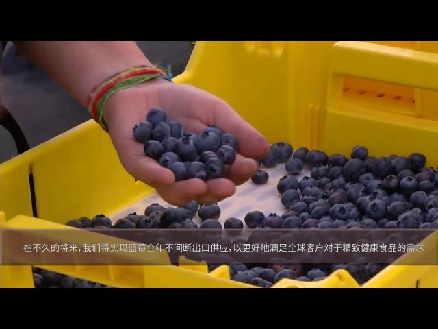 Berryco video - Chinese