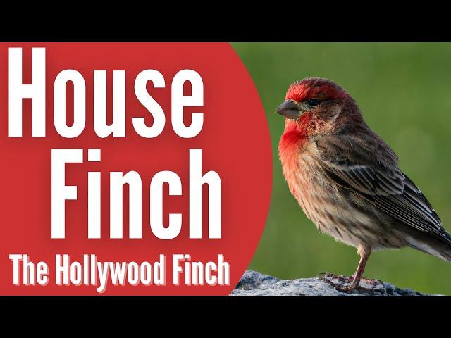 House Finch - The Hollywood Finch