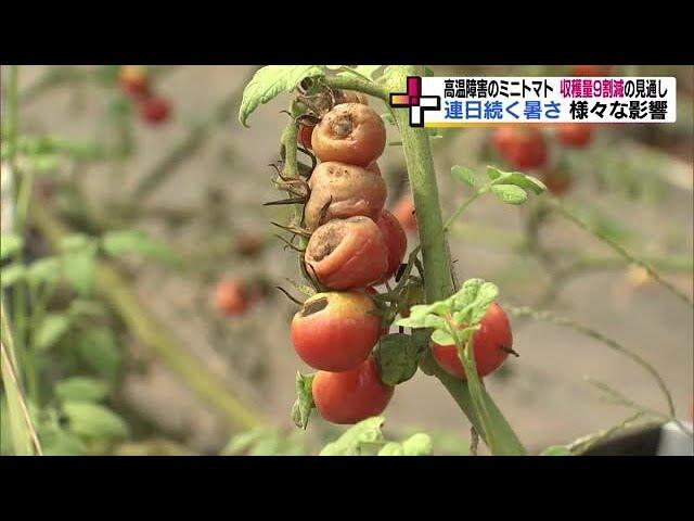 記録的な暑さで野菜に高温障害　ミニトマトは収穫量が9割減の危機に＜福島・須賀川市＞ (23/08/29 18:30)