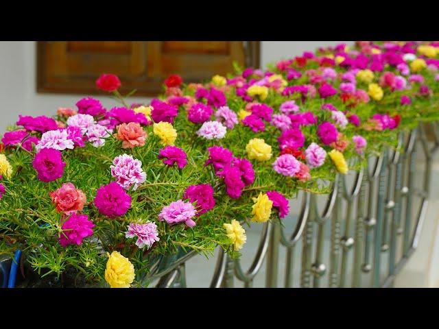 How To Grow Portulaca (Mossrose) On A Beautiful Railing, Creative Balcony Garden Ideas