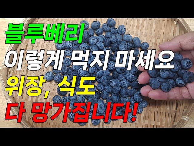 블루베리 이렇게 먹지 마세요! 위장, 식도 다 망가집니다!(블루베리 씻는 법, 블루베리 보관 법, 블루베리 먹는 방법, 블루베리 해동, 블루베리 궁합 식품, 블루베리 효능 포함)