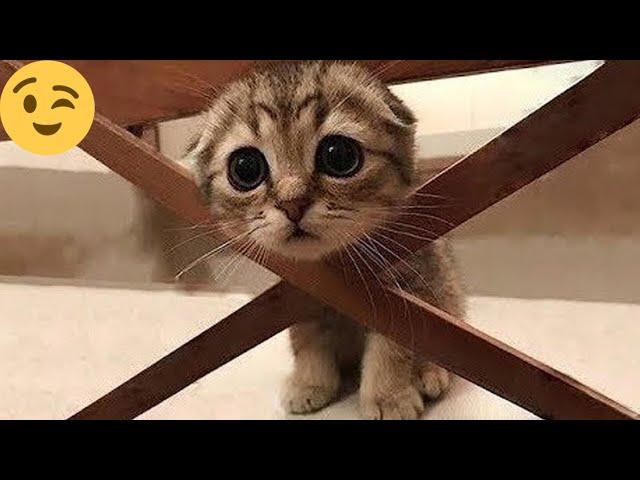 12 minutes of adorable cats and kittens videos to keep you smiling 