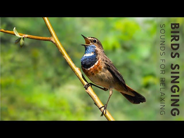 Beautiful Birdsong - Relaxing Birds Singing, Best Bird Songs for Mind Healing, Meditation, Sleep