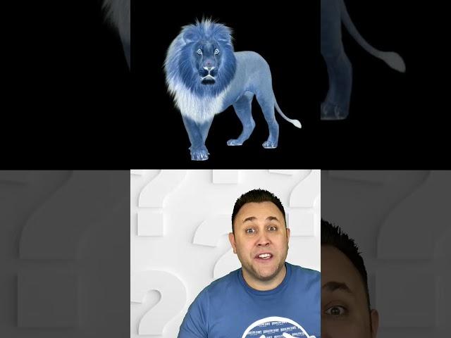 Best Optical Illusion - LION