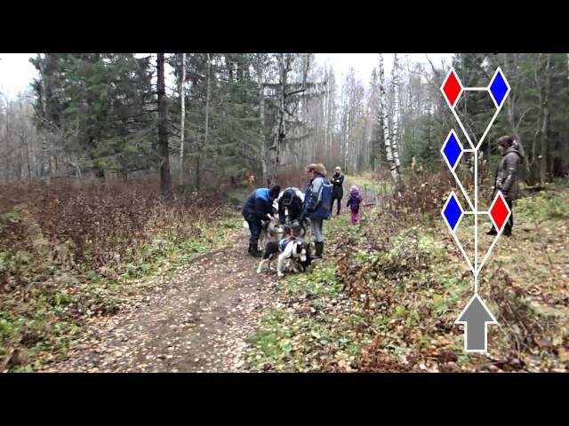 Собачьи упряжки. Драйленд. "Скифы Тур". Карелия 2013. Sled dogs training (dryland). Karelia. Russia