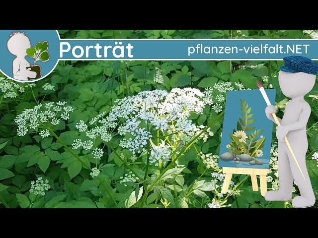 ️ Porträt 086 - Gewöhnlicher Giersch (Aegopodium podagraria) - Wildpflanzen-Steckbrief (Essbar)