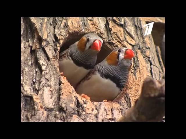 Первый канал Санкт-Петербург - Музыкальный зоопарк (Musical ZOO)
