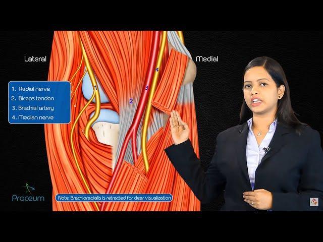 Cubital fossa anatomy - Boundaries, contents, and clinical anatomy