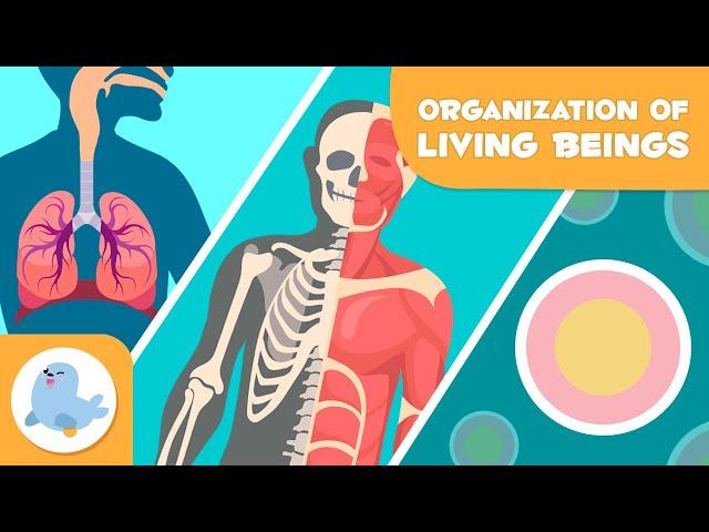 Organization of Living Beings ️ Cells, Tissues, Organs, Organ Systems and Organisms 