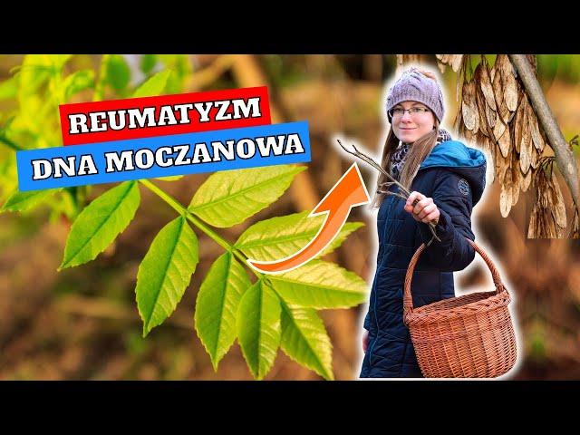 Usuwa KWAS MOCZOWY - Skuteczny Na DNĘ MOCZANOWĄ i REUMATYZM