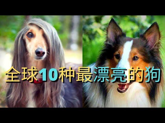 2021全球10种最漂亮的狗：颜值最高的狗|美若天仙的狗中贵族