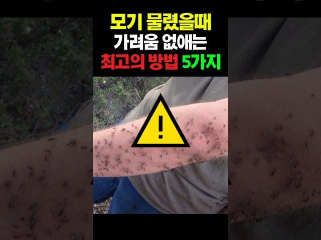 모기 물렸을때 가려움 없애는 최고의 방법 5가지 #건강 #건강정보