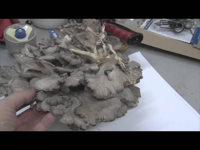 Mushroom Hunting In Illinois October 25th, 2014 - My First Hen Of The Woods "Maitake" Mushroom!