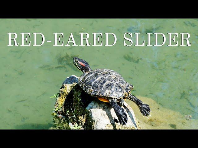 Red-eared Slider Turtle - Red-Eared Terrapin - Water Pond Slider - Antalya/Turkey