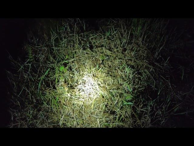 Night Walk Out Looking For Glow Worms, Côtes d'Armor, Brittany France 11th July 2024 Bioluminescence