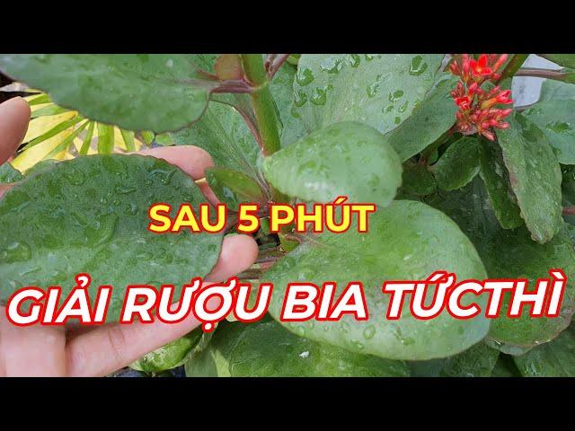 GIẢI RƯỢU BIA NHANH TỨC TỐC ,AN TOÀN HIỆU QUẢ NHANH TRONG 10 PHÚT.