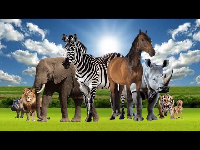 Wild Animal Sounds - Horse, Tiger, Lion, Dog, Elephant, Zebra, Hippo