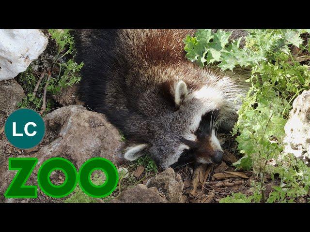 Raccoon 4K (Procyon lotor) Waschbär, mapache boreal, Guaxinim, Raton laveur, procione