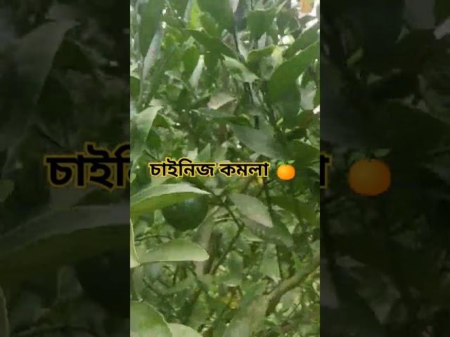 Orange harvesting #shots #reels