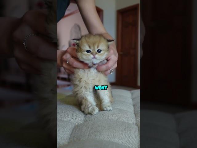 Wow! They can really dance #goldenwhiskerscattery #kittens #britishshorthair #britishlonghair