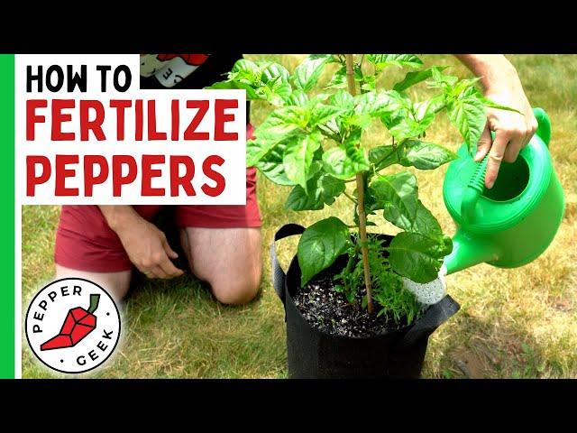 How To Fertilize Peppers (Complete Guide) - Pepper Geek