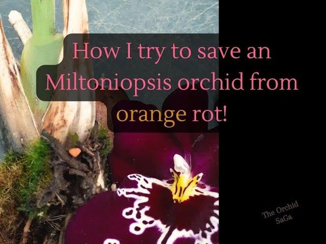 How I try to save a Miltoniopsis orchid from orange rot!
