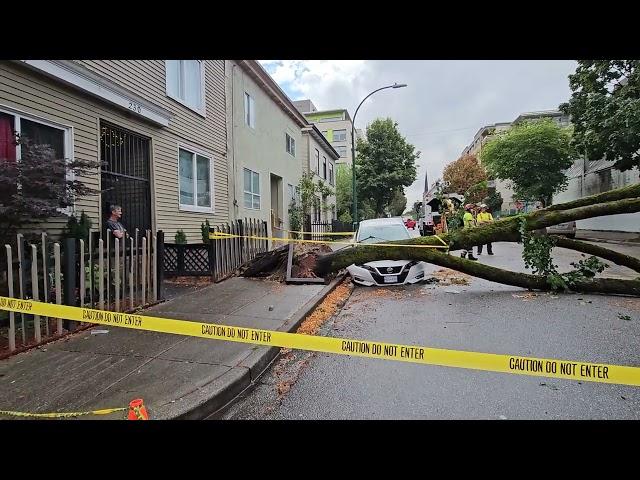 Tree  Knocked Over by a Small Wind  DTES Vancouver Crushing Car  