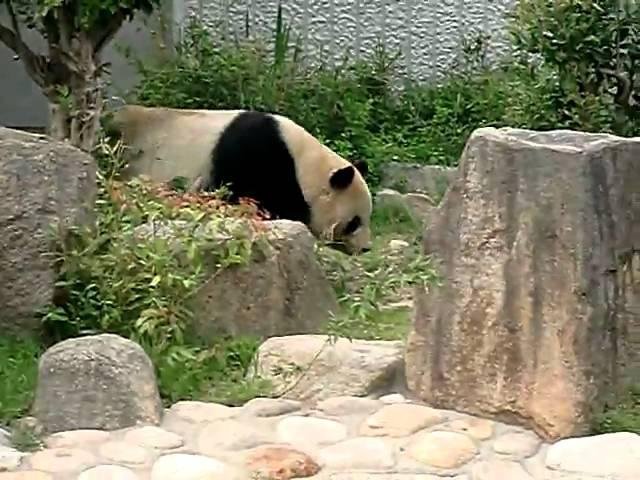 Panda Kobe Zoo