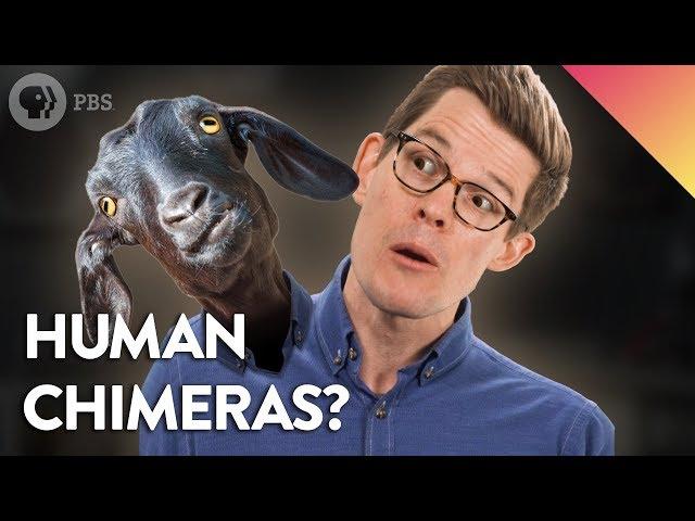 Could You Be a Chimera?