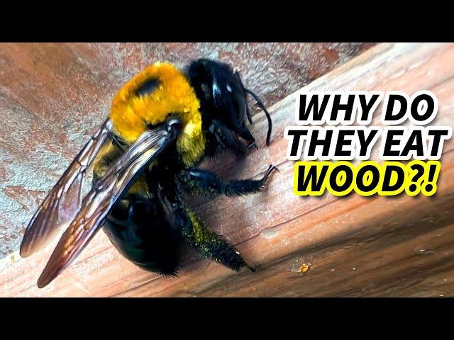 Carpenter Bee Facts: the WOOD BEE  Animal Fact Files