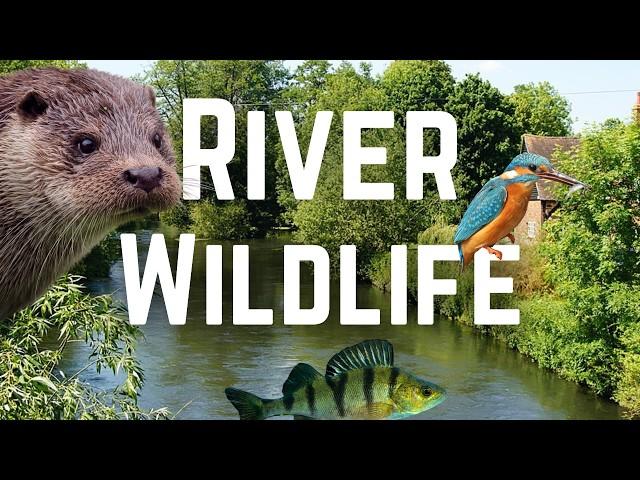 What Wildlife lives in UK Rivers?