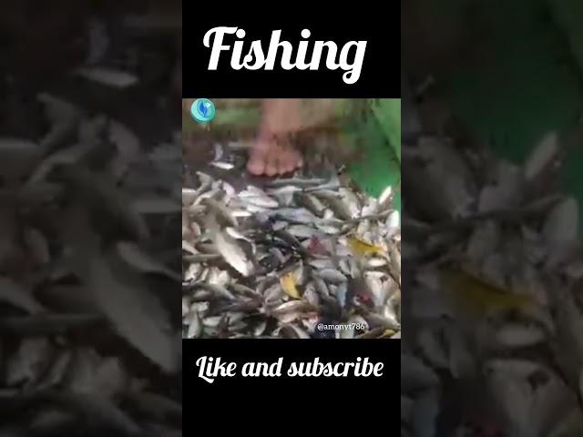 fishing so many fish #shorts #video #fishing #viral