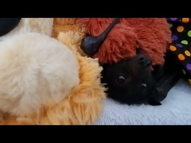 Lady Is Like A Big Fluffy Bat Mother To Bat Pup.️️