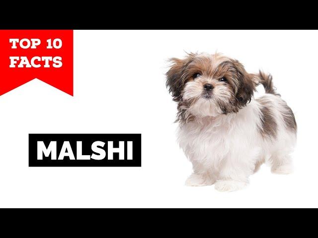 Malshi - Top 10 Facts (Maltese Shih Tzu Mix)