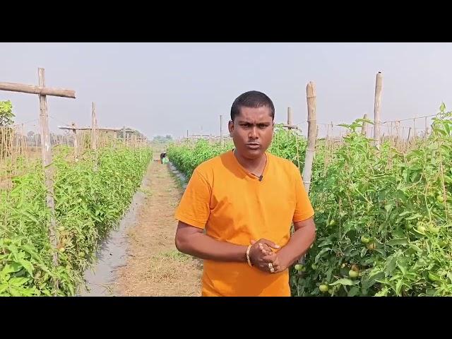 #Croptek #Solutek #Tomato-1 #Mahadhan #kabirdham #tomatospecial #Rupenderjaiswal