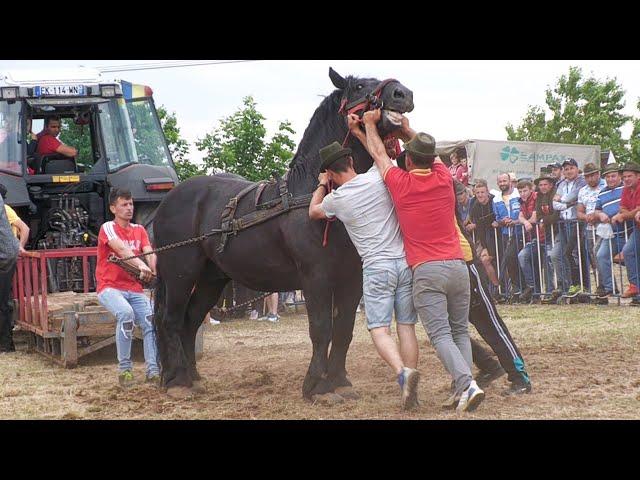 Cai de tracțiune proba specială - cel mai puternic cal - Medieșu Aurit - Satu Mare