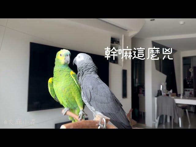 灰鸚鵡自導自演罵神經病｜麻花劇場   @大麻小花 twistedbirds | 灰鸚鵡&亞馬遜鸚鵡 | talkative grey parrot in Mandarin Chinese