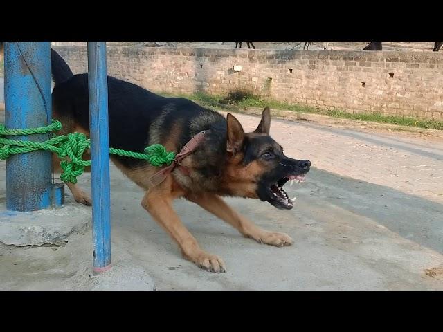 World's biggest gsd/aggressive german shepherd barking #rahulmalihabadientertainment