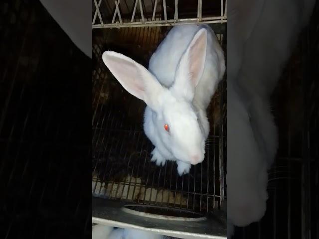 Cute Rabbit Funny #cute #like #monkey #donkey #camel #share #cats #animals #cat #rabbit