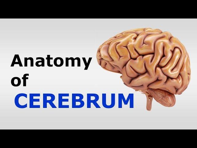 (Chp#07) Anatomy of CEREBRUM |Neuroanatomy | Snell's NeuroAnatomy | Dr Asif Lectures